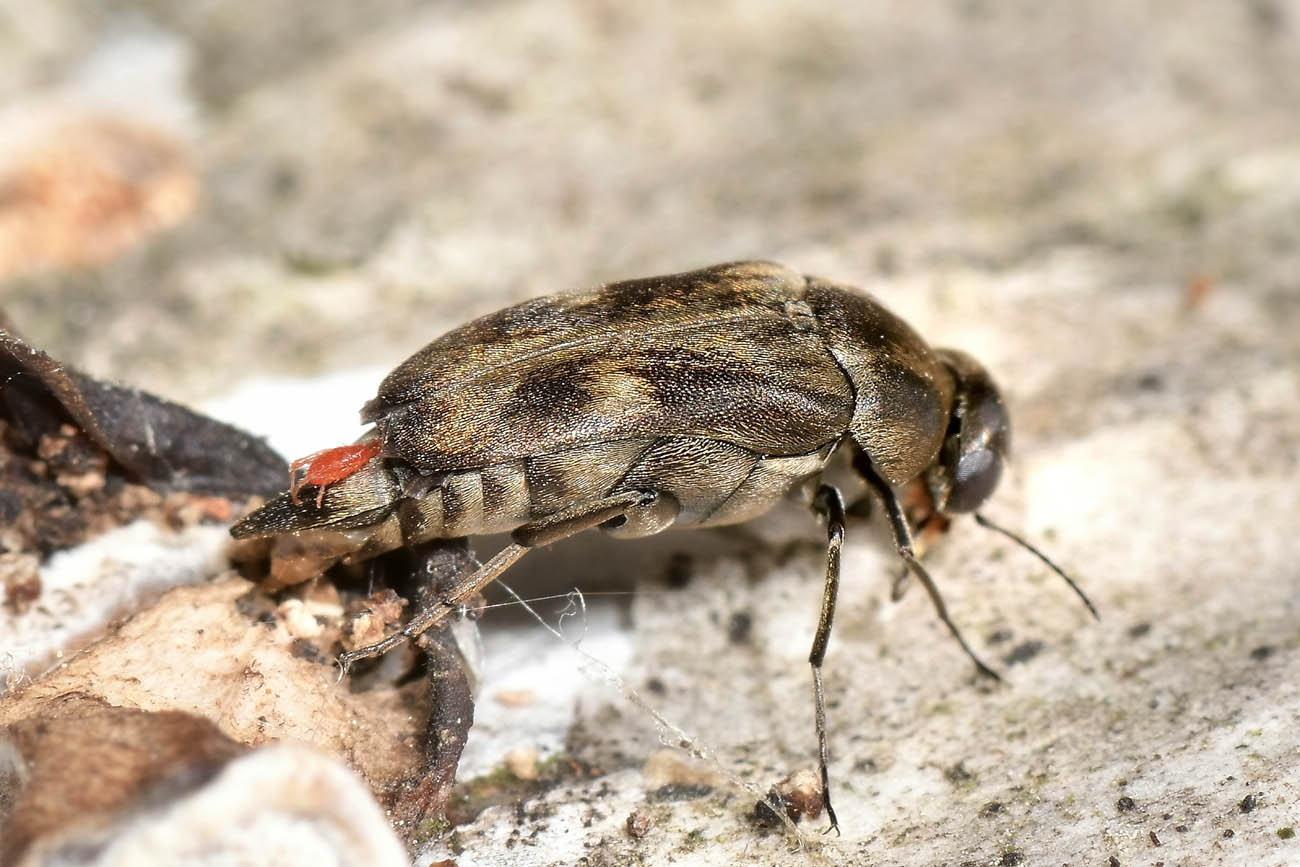 Mordellidae: Tomoxia bucephala
